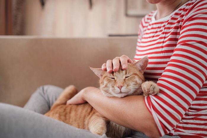 Ein Bild, das die harmonische Beziehung zwischen einer Katze und einem Menschen einfängt.