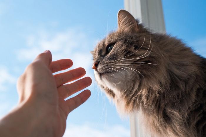 Ein Bild, das eine zärtliche Interaktion zwischen einer Katze und einer menschlichen Hand einfängt.