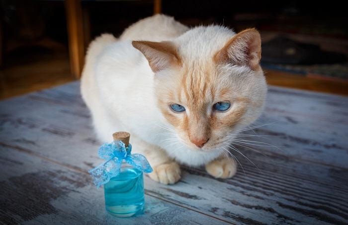 Gerüche, die Katzen hassen