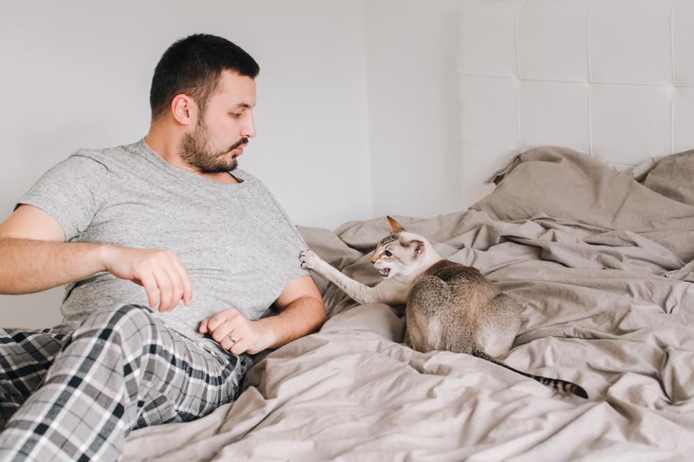 Katze greift an und kratzt Besitzer