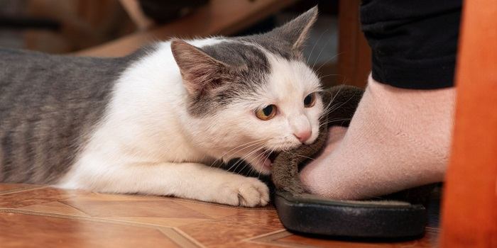 Eine entzückende grau-weiße Katze knabbert spielerisch an den Füßen einer Person und stellt so ihre verspielte und anhängliche Natur zur Schau.