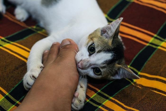 Ein verspieltes Bild, das eine Katze zeigt, die mit ihren Zähnen sanft die Füße einer Person umklammert und so einen unbeschwerten und interaktiven Moment katzenartigen Verhaltens zeigt.