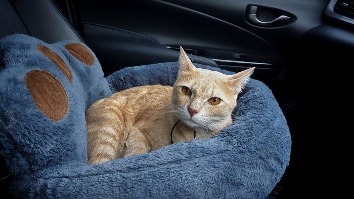 Katze in einem weichen Bett im Auto