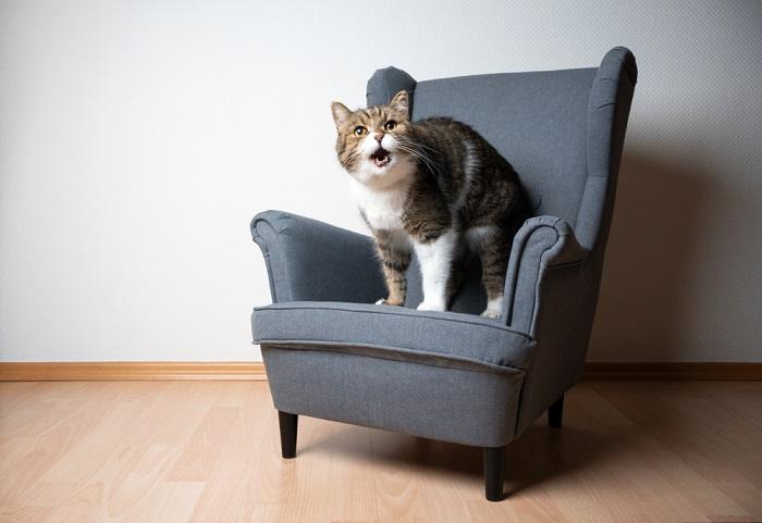 Foto einer neugierigen und stimmgewaltigen Katze, die einen liebenswerten „Neow“-Laut ausstößt und dabei ihre charmante und ausdrucksstarke Persönlichkeit zur Schau stellt.