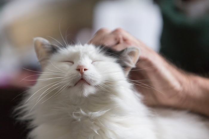 Person streichelt eine Katze