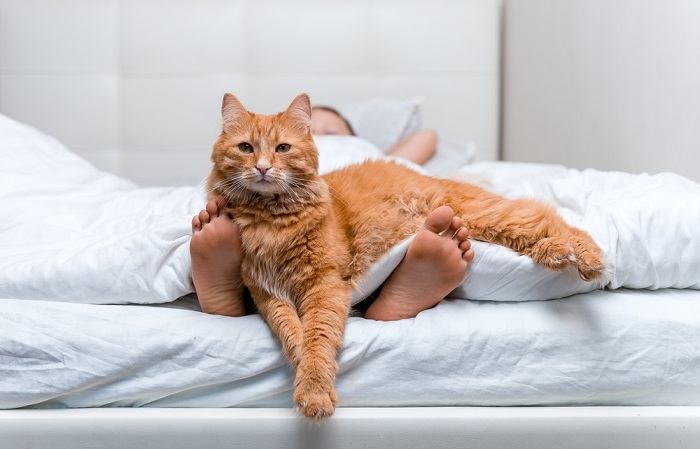 Eine energiegeladene Katze, die begeistert auf die Füße einer Person springt und mit ihnen spielt und so ihre verspielte und lebhafte Natur zur Schau stellt.