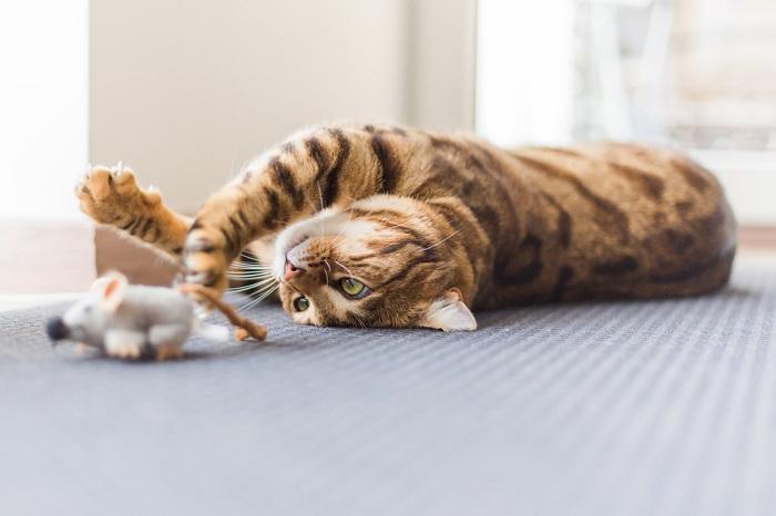 Spielerische Szene mit einer Katze, die ausgelassen spielt.