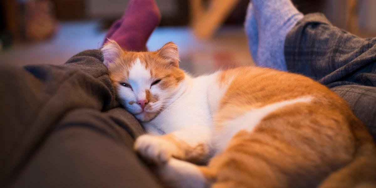 Friedlich schlafende Katze zwischen einem Paar.