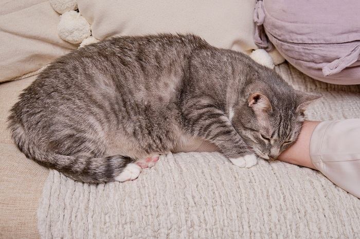 Eine friedliche Szene, die eine schlafende Katze zeigt, die bequem zwischen den Beinen einer Person liegt und in einer sicheren und gemütlichen Position ein erholsames Nickerchen genießt.