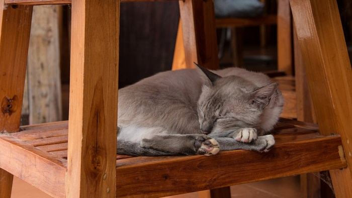 Bild einer Katze, die friedlich unter einem Holzstuhl schläft und einen gemütlichen und geschützten Ruheplatz genießt.