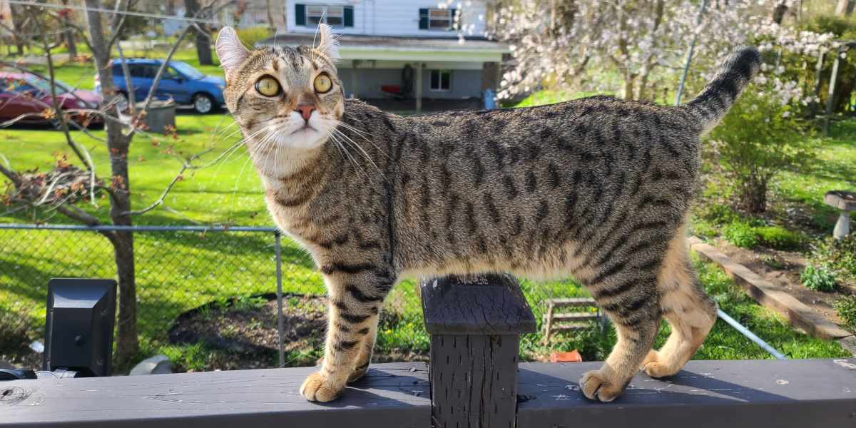 Eine Katze läuft gemütlich auf einer Terrasse oder im Freien herum.