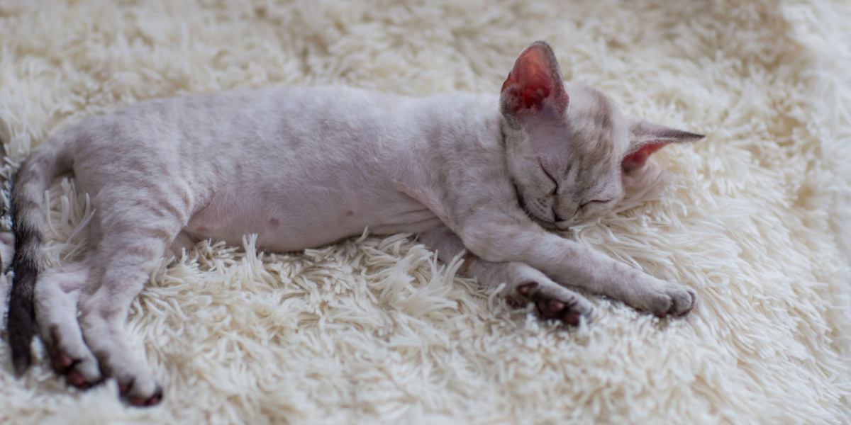 Eine friedlich schlafende Katzenrasse der Rasse Devon Rex, die ihr einzigartiges Aussehen und ihre bezaubernde Schlafpose zur Schau stellt.