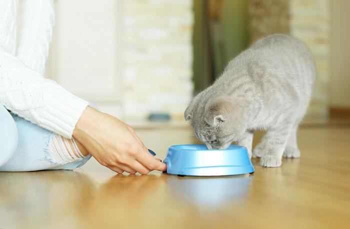 Das Bild fängt den Moment ein, in dem eine Person eine Katze füttert.