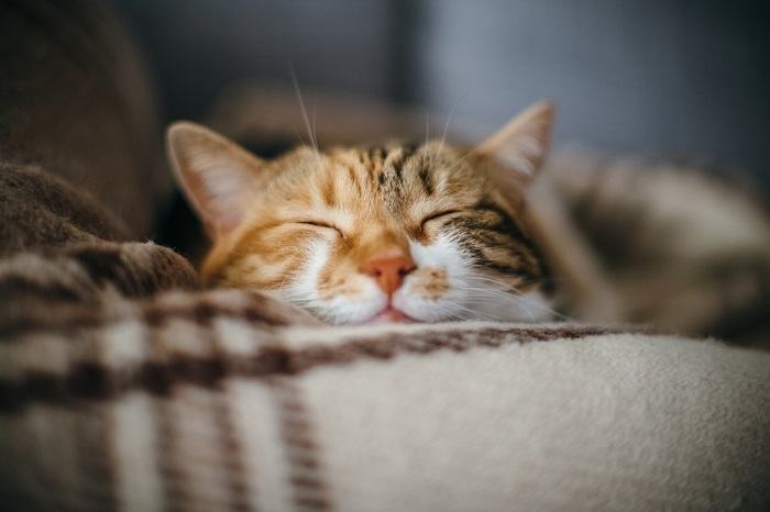 Eine glückliche und zufriedene Katze mit einem glückseligen Ausdruck, die Freude und Wohlbefinden ausstrahlt.