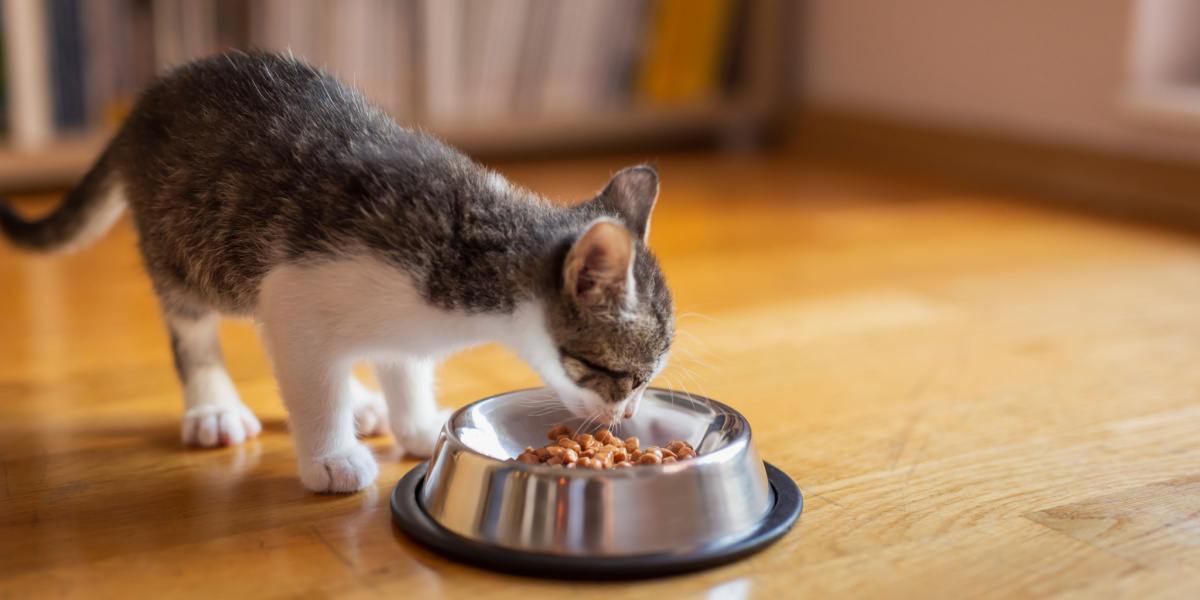 Kätzchen frisst begeistert aus einem Futternapf. Das Bild fängt den entzückenden Anblick einer jungen Katze ein, die ihre Mahlzeit genießt, und zeigt den wesentlichen Akt der Ernährung.