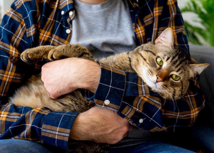 Foto eines Mannes, der seine Katze sanft in den Armen hält. Beide wirken entspannt und bauen in einer angenehmen Umgebung eine enge Verbindung auf.