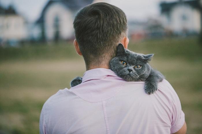 Britisch Kurzhaar Katze über der Schulter des Mannes drapiert