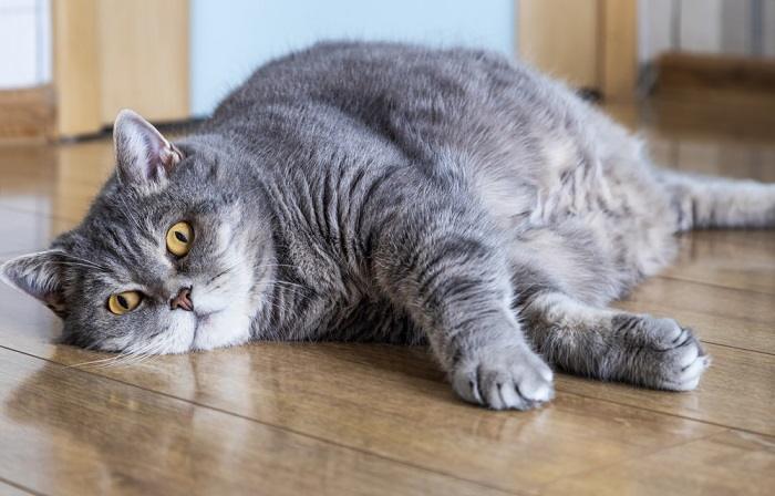 Eine übergewichtige Katze ruht sich bequem aus, stellt ihre Größe zur Schau und betont, wie wichtig ein gesundes Gewicht für das Wohlbefinden der Katze ist.