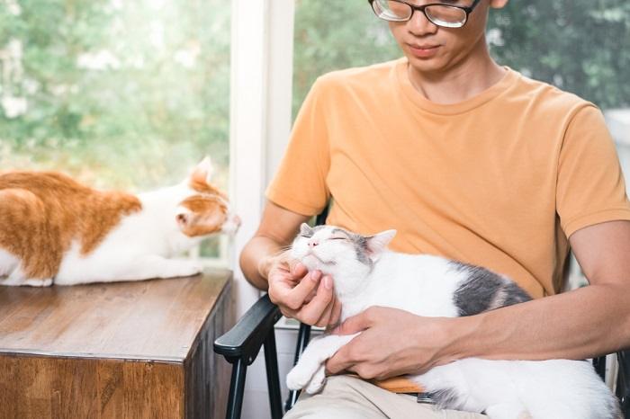 Schnappschuss einer Person, die zärtlich eine Katze streichelt. Zeigt einen Moment der Verbundenheit und Zuneigung zwischen Mensch und Katze.