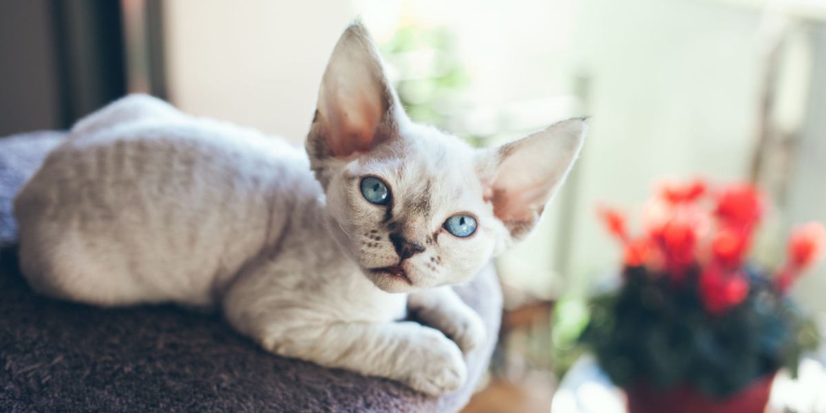 Eine atemberaubende Devon Rex-Katze mit glattem, gewelltem Fell und bezaubernden Augen, die anmutig posiert.