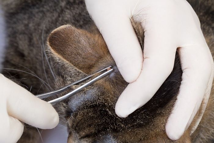 Person entfernt mit einer Pinzette eine Zecke aus der Haut einer Katze