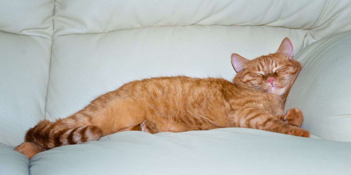 Schlafende Katze an einem gemütlichen Plätzchen.