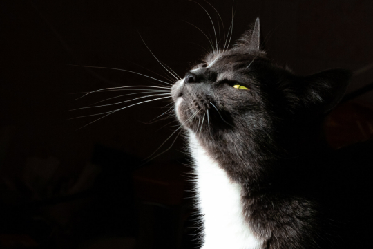 Welche Gerüche mögen Katzen nicht? Diese Liste wird Sie überraschen.