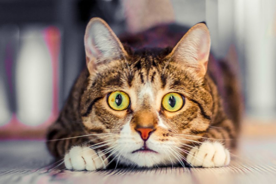 7 Geräusche, die Katzen nicht mögen und die Sie besser vermeiden sollten