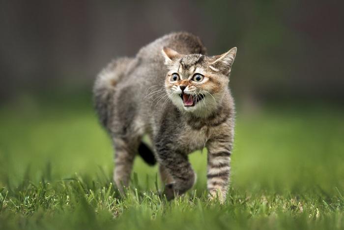 Das Bild zeigt eine aufgeregte getigerte Katze, die mit angelegten Ohren faucht und eine abwehrende Körpersprache zeigt.