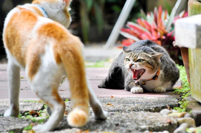 Zwei Katzen schauen sich unbehaglich an