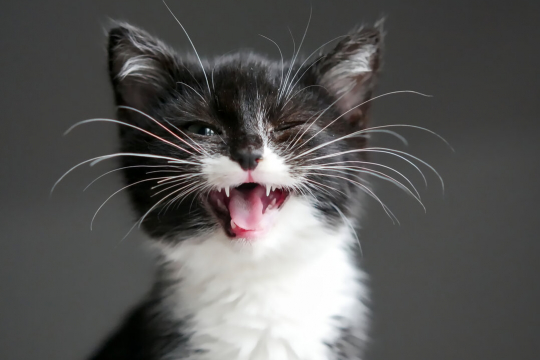 10 überraschende Fakten über Katzenschnurrhaare