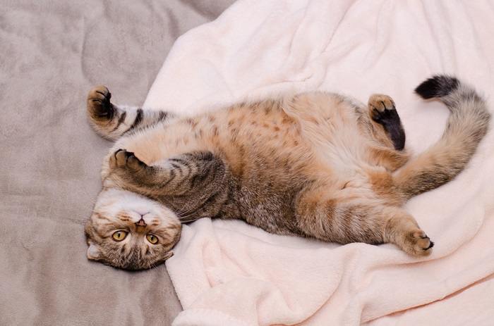 Bezaubernde Scottish Fold-Katze mit markanten gefalteten Ohren. Das Bild zeigt das einzigartige Erscheinungsbild dieser Rasse, die für ihre bezaubernden gefalteten Ohren bekannt ist.