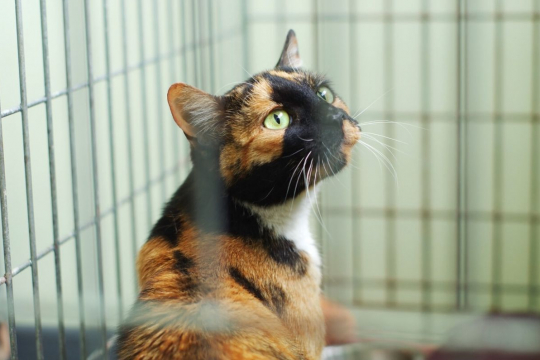 10 wichtige Fragen, die Sie vor der Adoption einer neuen Katze stellen sollten