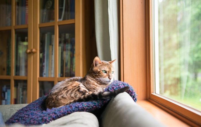 Eine Bengalkatze, gemütlich in eine blaue Decke eingekuschelt.