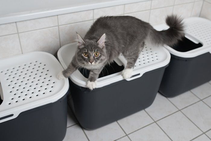 Blau getigertes Maine-Coon-Kätzchen steht auf der Katzentoilette mit oberem Eingang im Badezimmer