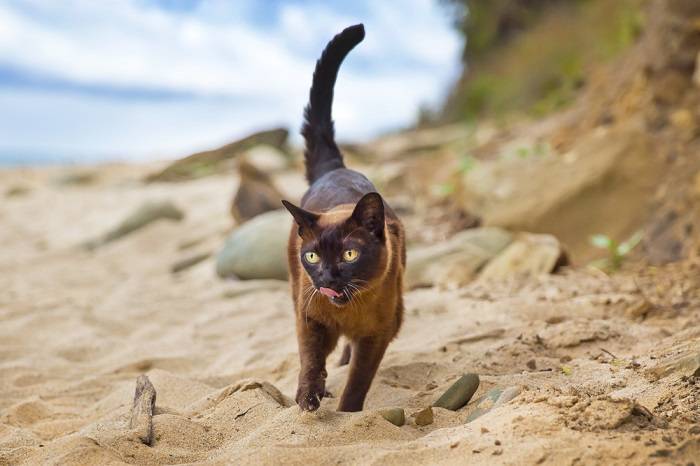 Zwei Burma-Katzen in einer bezaubernden und liebenswerten Pose.