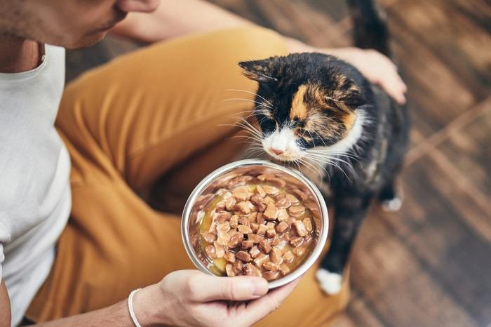 Dreifarbige Katze, die vertieft aus einer Schüssel frisst.