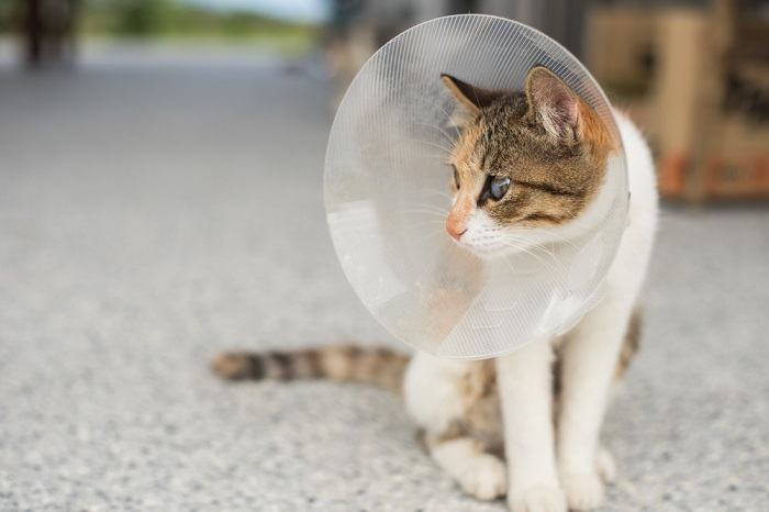 Katze mit einem Kegel auf dem Kopf