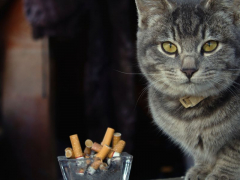 A cat near a cigarette, illustrating the topic of cats potentially inhaling smoke.