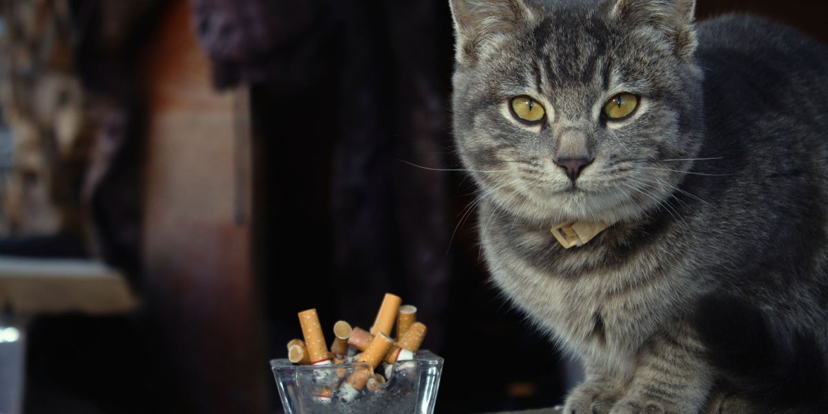 Eine Katze in der Nähe einer Zigarette verdeutlicht das Thema der potenziellen Inhalation von Rauch durch Katzen.