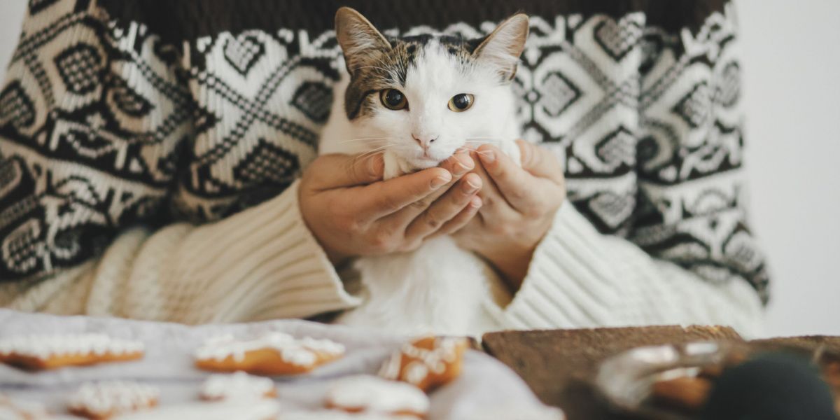 Neugierige Katze neben einem Teller mit Keksen, die Interesse an der Umgebung und vielleicht auch am verlockenden Duft der Leckereien zeigt.