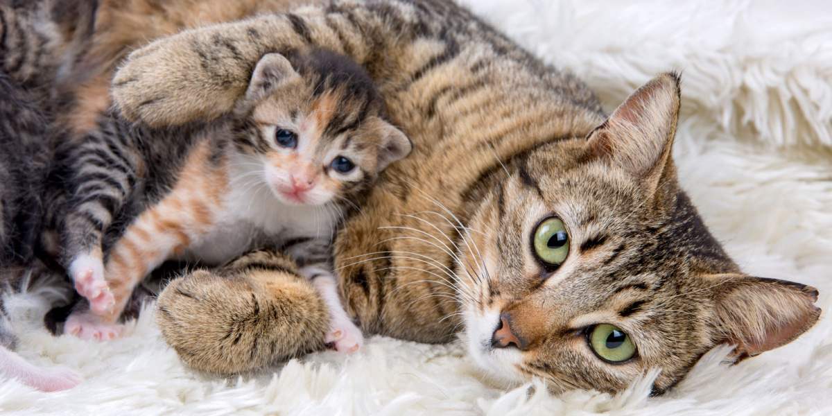 Katze und Kätzchen zusammen