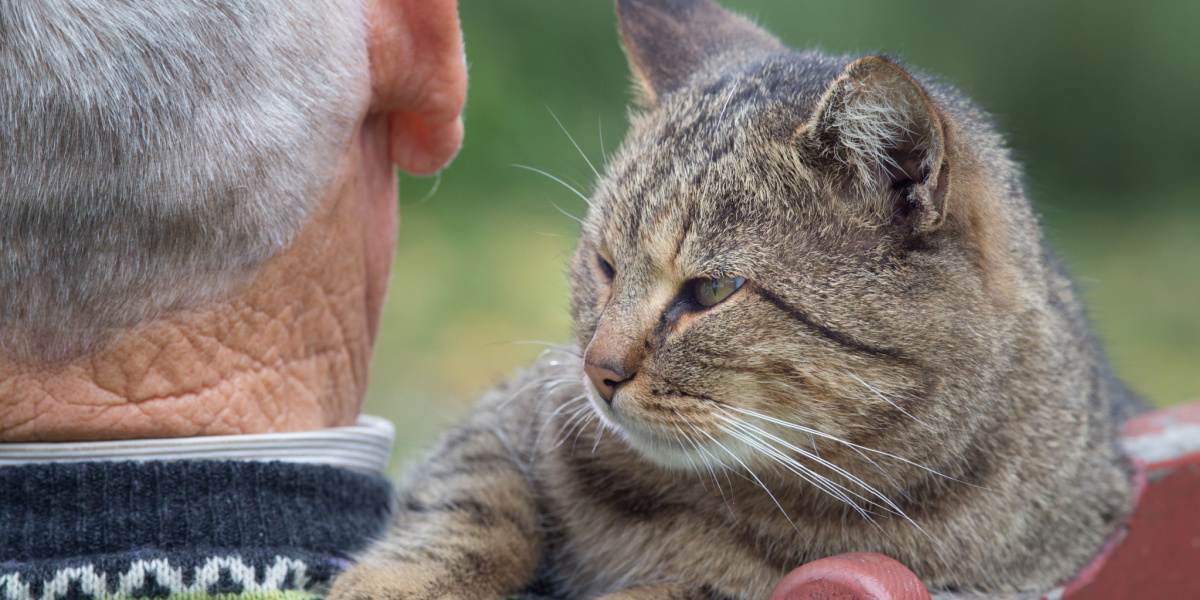 Ein Bild, das eine herzerwärmende Interaktion zwischen einer Katze und einem älteren Mann zeigt.