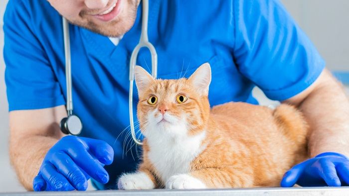 Tierarzt untersucht Gesundheit der Katze