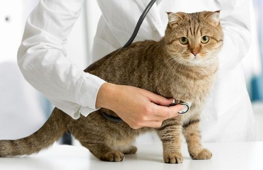 Wie oft sollte Ihre Katze zum Tierarzt gehen?