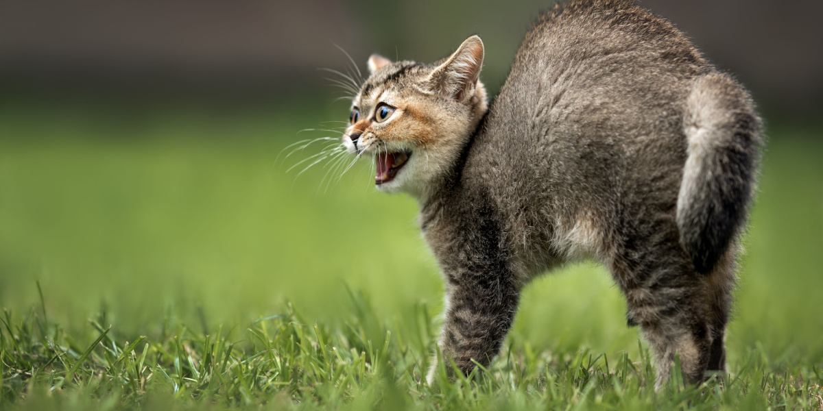 Ein Bild einer Katze, die ihren Rücken krümmt.