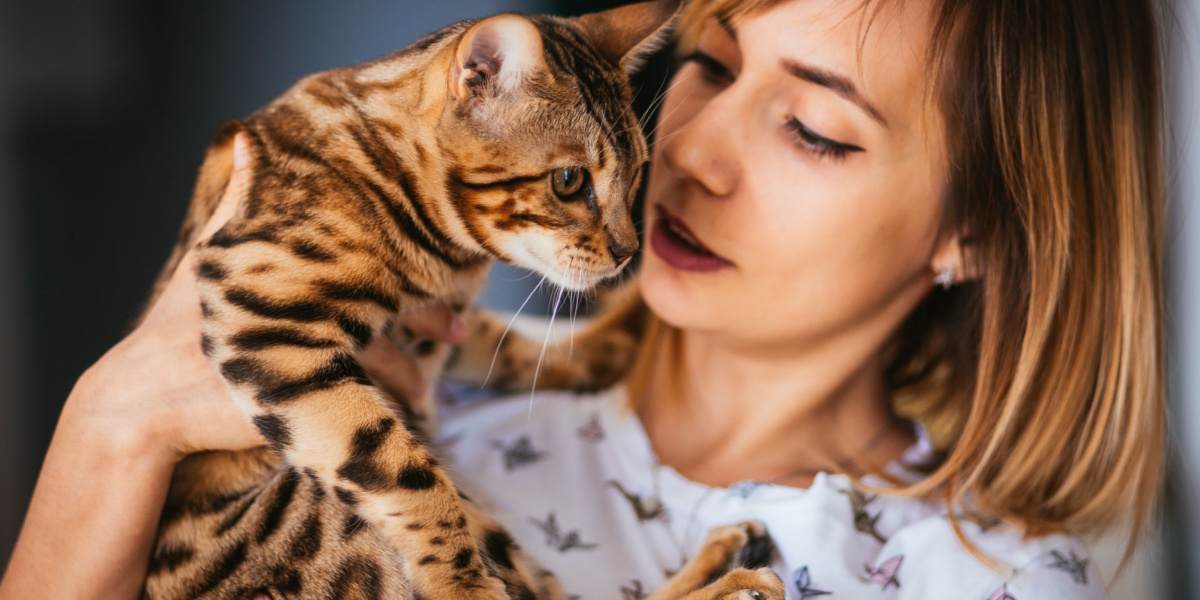 Katze mit wachsamem und aufmerksamem Ausdruck