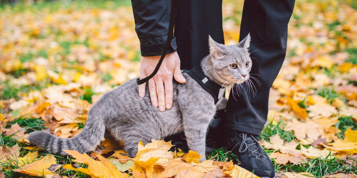 Verhaltensprobleme bei Katzen - vorgestelltes Bild