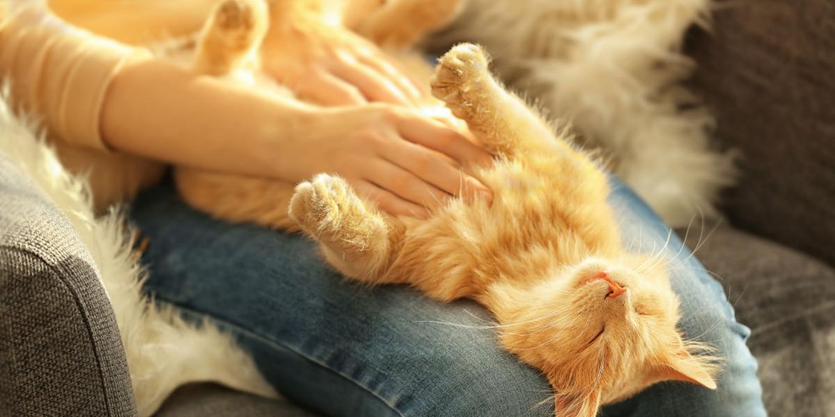 Zufriedene Katze genießt mit geschlossenen Augen eine Bauchkraulung. Das Bild zeigt eine entspannte Katze, die die liebevolle Geste genießt.