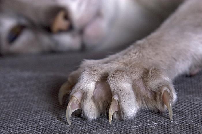 Nahaufnahme der ausgefahrenen Kralle einer Katze.